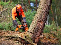 Reliable Big Pine Key, FL Tree Services Solutions