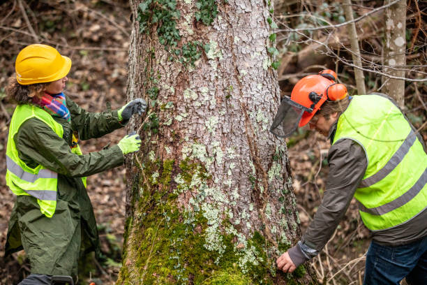 Best Tree Trimming and Pruning  in Big Pine Key, FL