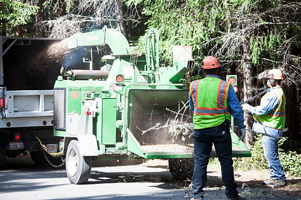 How Our Tree Care Process Works  in  Big Pine Key, FL