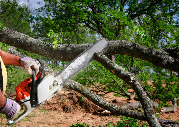 Lawn Renovation and Restoration in Big Pine Key, FL